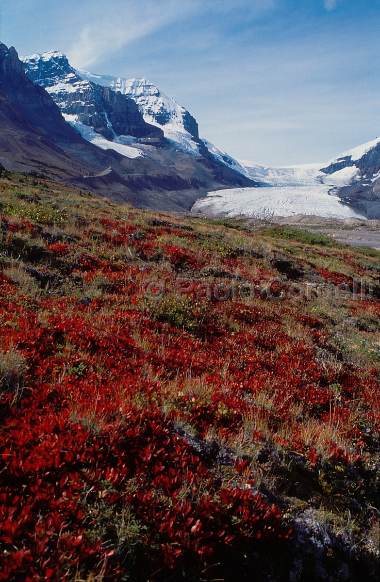 Athabasca Glacier in Jasper National Park, Alberta, Canada
(cod:Canada 14)